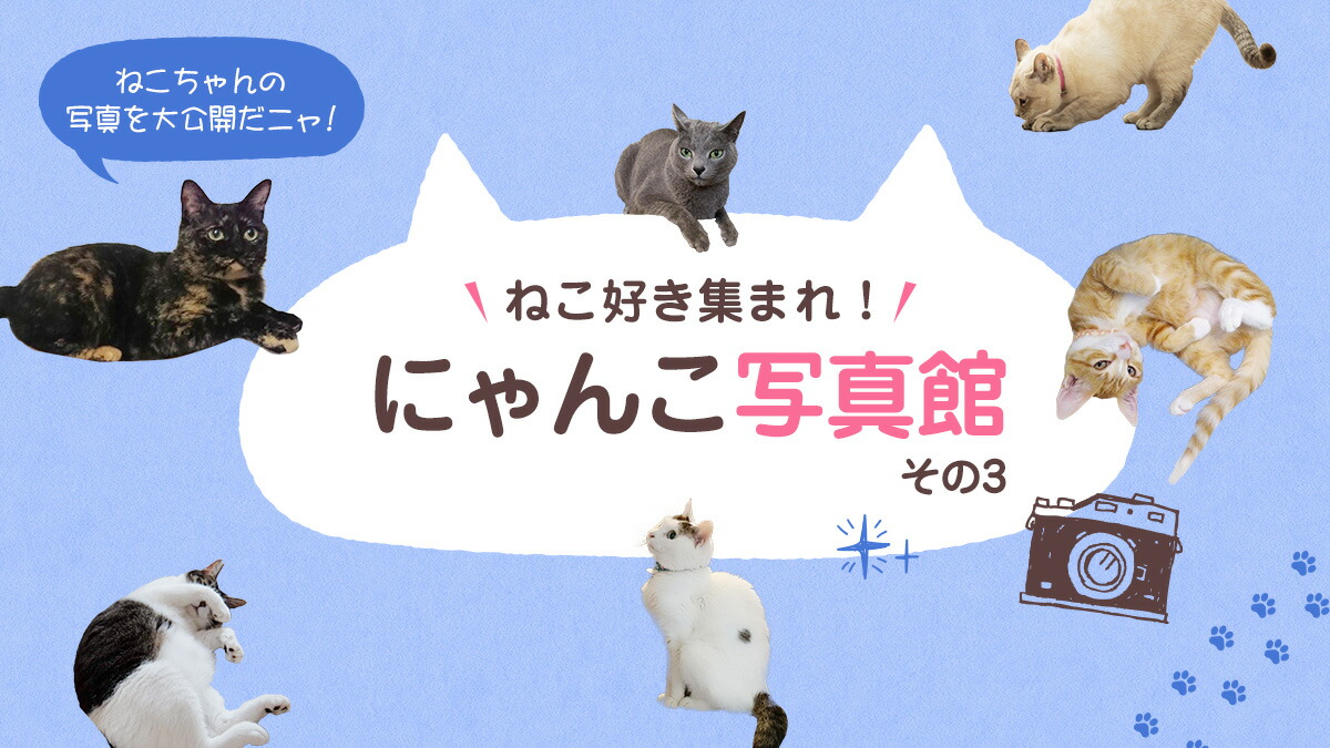 楽天市場】＼ポイントバック祭♪当店全品P5倍！／ 【楽天1位】 猫 爪