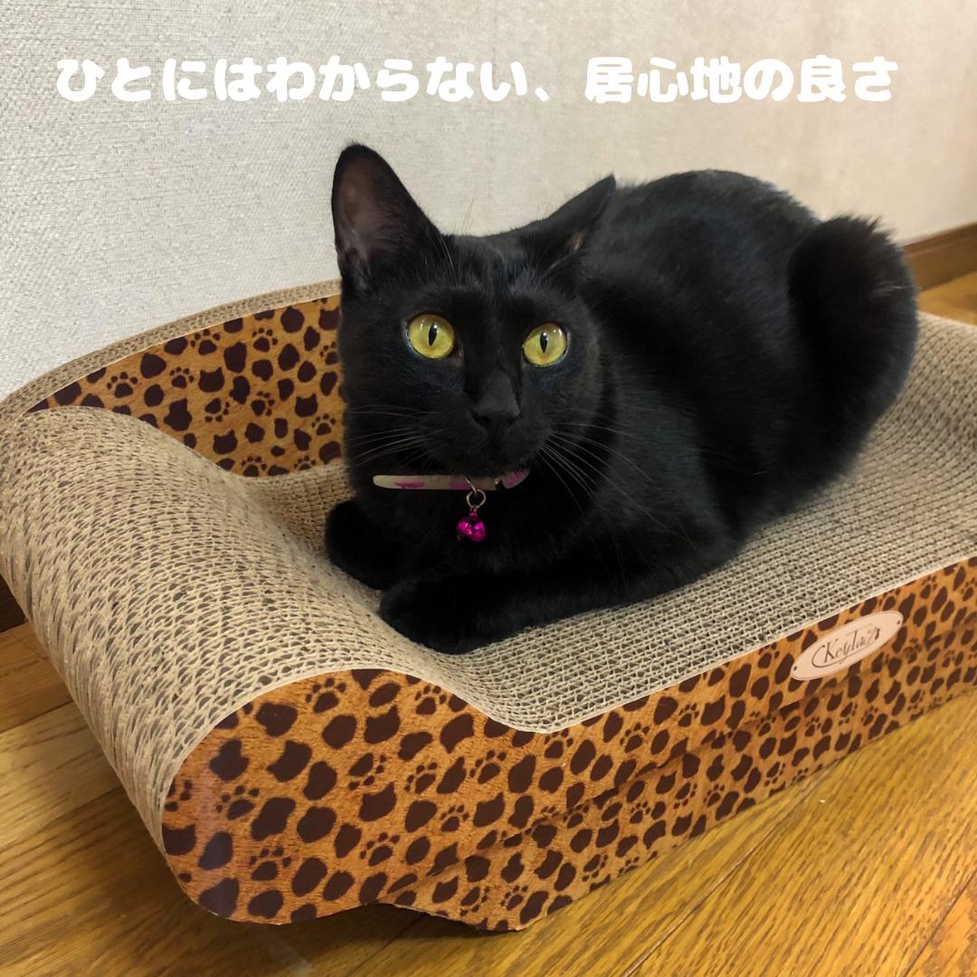楽天市場 猫 ベッド ベット ダンボール 段ボール つめとぎ 爪研ぎ ソファー L 肉球ヒョウ柄 台座付き ソファ おしゃれ おすすめ しつけ ハウス ベッド 対策 段ボール 壁 猫の爪とぎ 爪とぎ防止 おもちゃ グッズ 紙 爪磨き キャット ネコ ねこ 猫の爪とぎ キーテイル