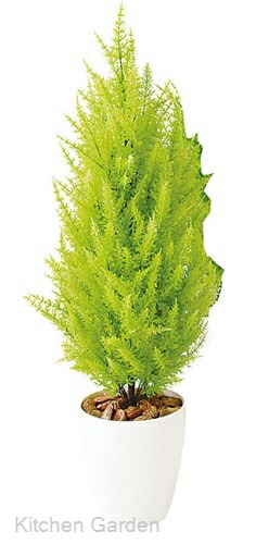 Sg ゴールドクレストツリー 1 1 どこかよそに商い物との同梱届ける不可 代理引力不可 Newbyresnursery Com