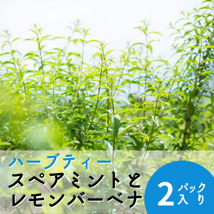 楽天市場 自家製ハーブティー カモミールティー 6パック 自家農園 新潟県産 ハーブティー ハーブティ ハーブ ハーブガーデン 無添加 お取り寄せ ギフト 祝 贈答 国産 内祝 プレゼント 実用的 グルメ キッチンガーデン とみおか