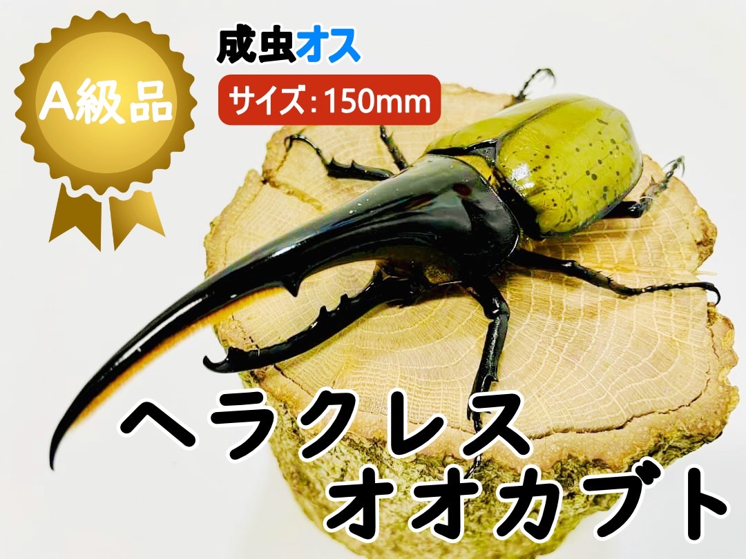 ヘラクレスオオカブト 成虫 ♂( 牡)  A級品 150mmUP ラニヘラクレス ヘラクレカブトムシ  虫けら  毛の荒物 ヘラクレス 愛玩動物 ヘラヘラ 差し上げ物に 夏休み 親しさ練習曲 貨物輸送無料 ラニヘラクレスオオカブト 把握用 Lani Hercules 繁殖 育て方