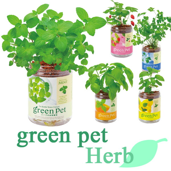 楽天市場 育てるグリーンペット ハーブ Gd 444 水耕栽培 ミント イタリアンパセリ バジル レモンバーム ワイルドストロベリー Seishin 聖新陶芸 キッチン菜園 Kichi Kiche
