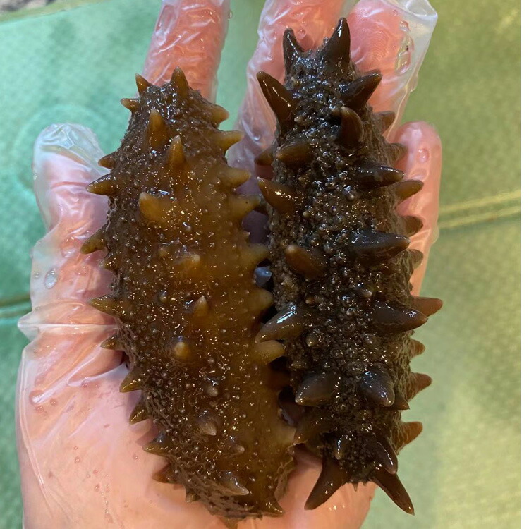 国産 送料無料 乾燥ナマコ Sサイズ その他水産物 天然ナマコ ナマコ なまこ 乾燥海参 日本 天然 北海キンコ 100g 北海道産乾燥ナマコ 海鼠 天然海鼠 天然なまこ 送料無料 特a級品100g 金ん子 北海キンコ 海参 日本 国産 天然 高級珍味 贈答品 ギフト 函館栄丸 初回 国産 送料無料 乾燥ナマコ Sサイズ その他水産物 天然ナマコ ナマコ なまこ 乾燥海参 日本 天然 北海キンコ 100g 北海道産乾燥ナマコ 海鼠 天然海鼠 天然なまこ 送料無料 特a級品100g 金ん子 北海キンコ 海参 日本 国産 天然 高級珍味 贈答品 ギフト 函館栄丸 初回