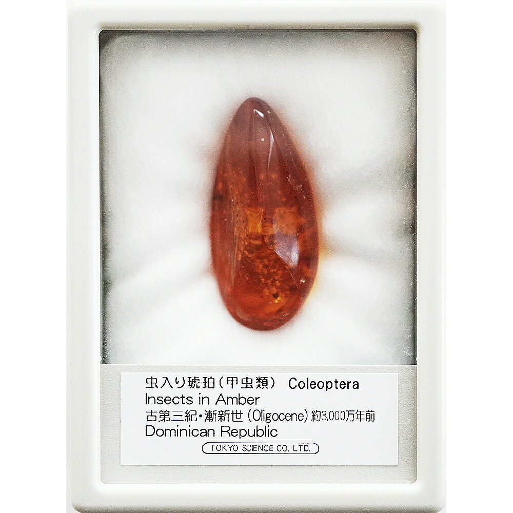 楽天市場】化石 虫入り琥珀原石 イエローアンバー 蜂 蚊 はち ハチ カ