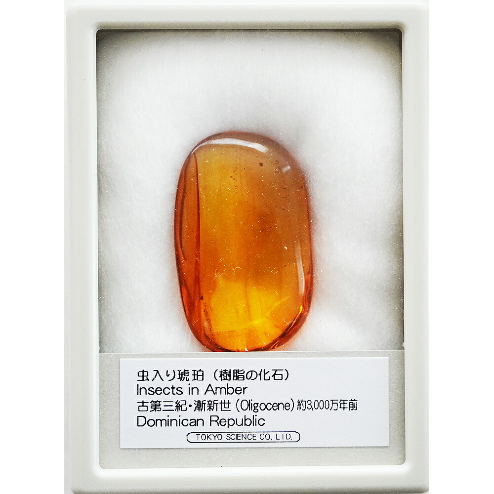 楽天市場】琥珀 虫入り琥珀 こはく 樹脂の化石 ドミニカ共和国 古第三