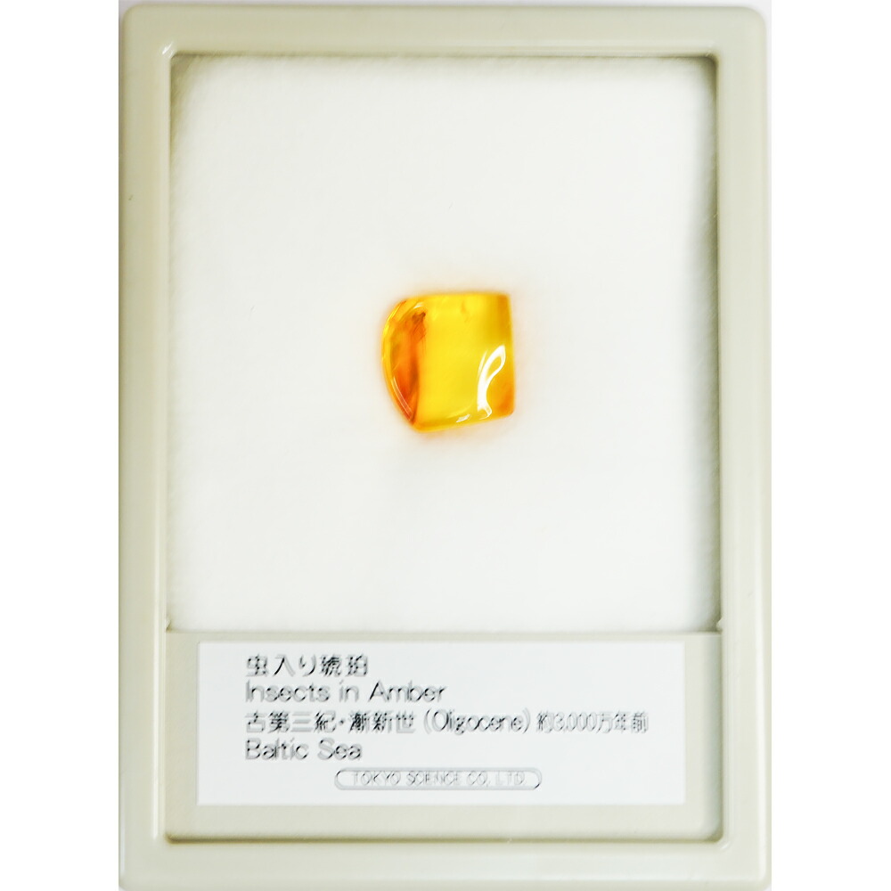 ドミニカ産琥珀　虫入り琥珀　約4・5グラム ドミニカ産琥珀 虫入り琥珀 約4・5グラム ドミニカ産琥珀 虫入り琥珀