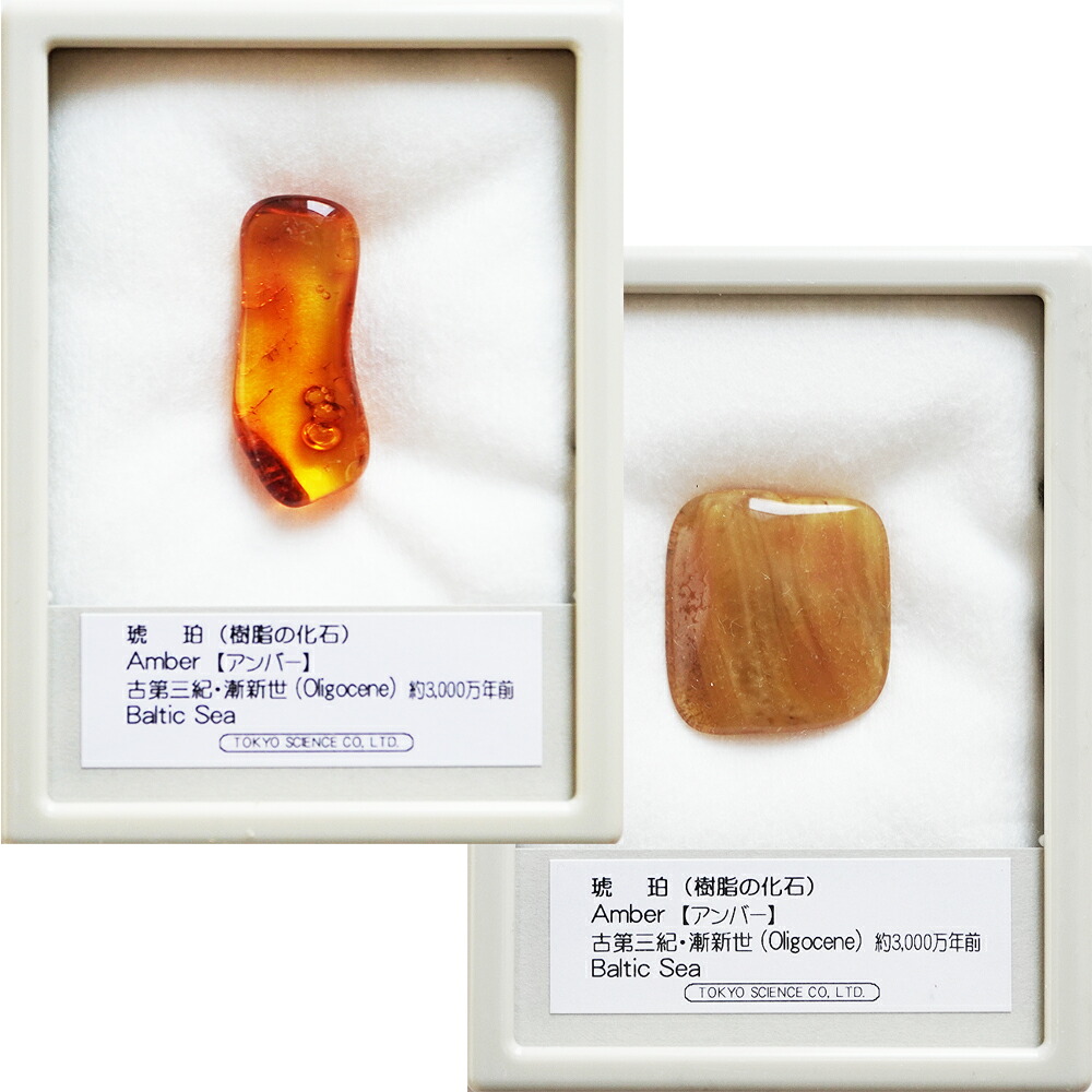 楽天市場】琥珀 虫入り琥珀 こはく 樹脂の化石 ドミニカ共和国 古第三