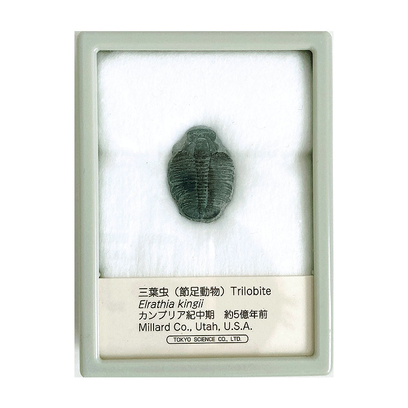【楽天市場】トリケラトプスの歯 ケース入り 東京サイエンス 化石 