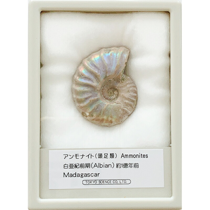 【専用】マダガスカル産　褐色アンモナイト化石白（ペリスフィンクテス）未研磨5個 マダガスカル産 褐色アンモナイト-白ペリスフィンクテス未研磨中