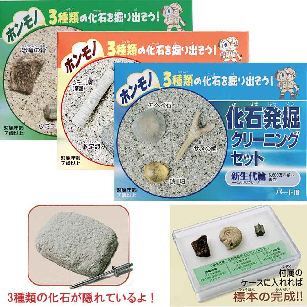 楽天市場】化石標本30種 東京サイエンス サメの歯 貨幣石 琥珀