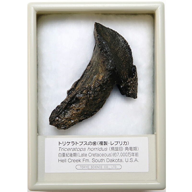 楽天市場】ティラノサウルス レックスの歯 化石レプリカ 複製