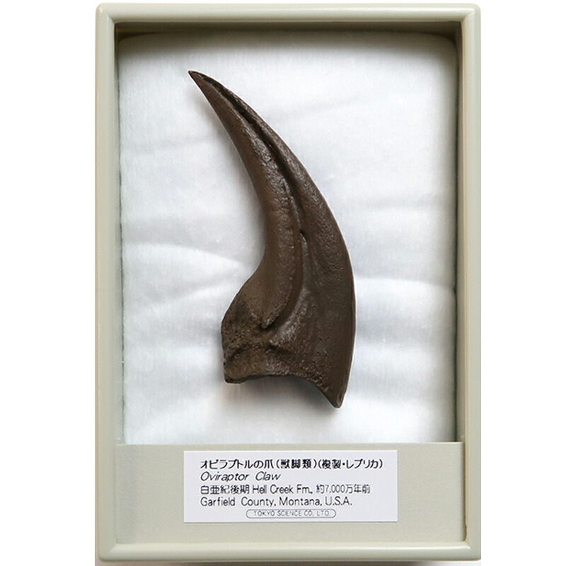 恐竜　化石　アロサウルス　鉤爪　レプリカ　1点のみ アロサウルスの巨大かぎ爪のレプリカ