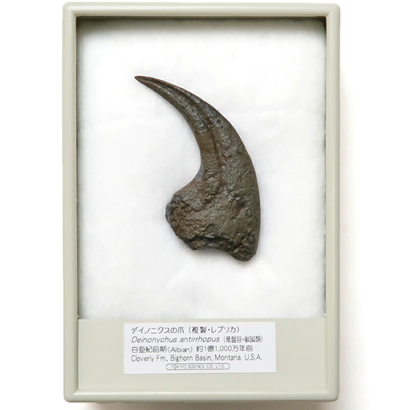 アロサウルス 爪 化石 レプリカ 約163.34mm arr12 楽天市場】【送料無料】【アロサウルス /恐竜/化石