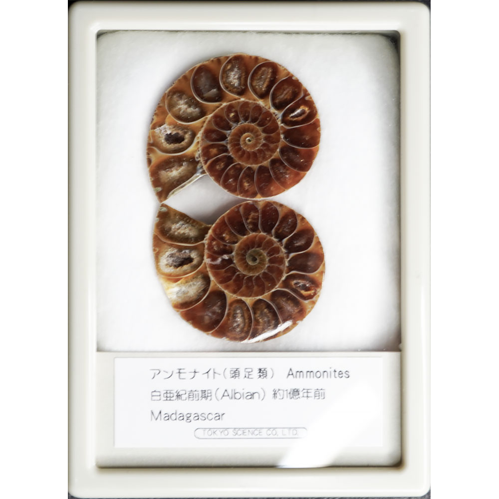 楽天市場】アンモナイト レインボー ケース入り LLサイズ マダガスカル
