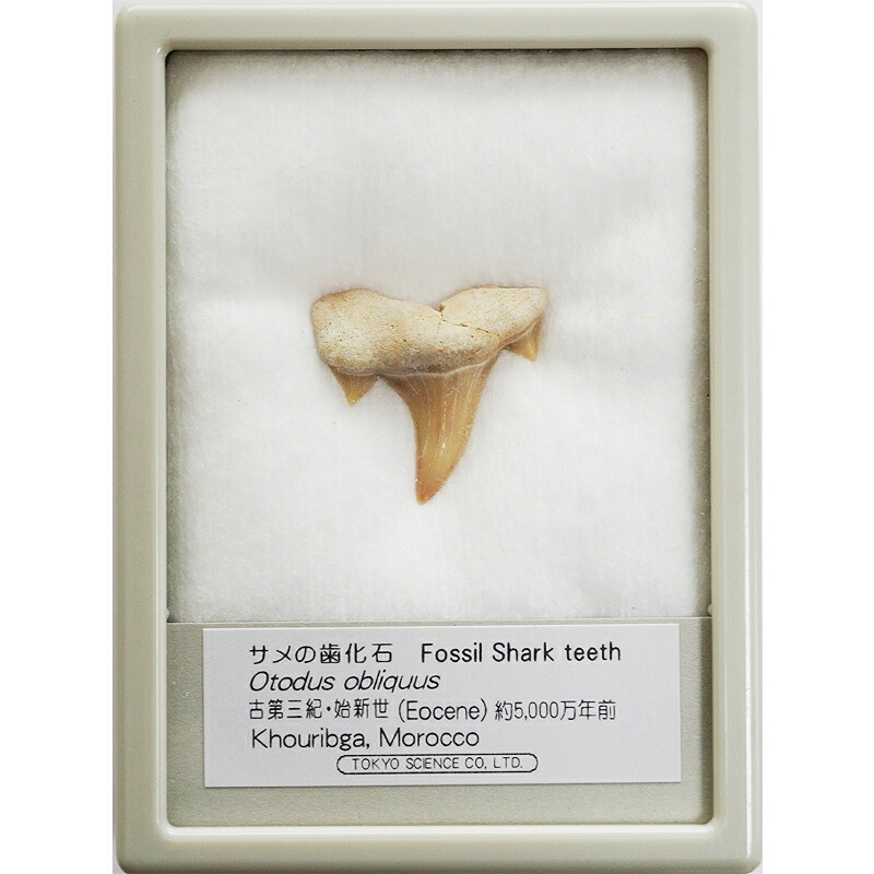 楽天市場】ペンダントトップ サメの歯（オトダス