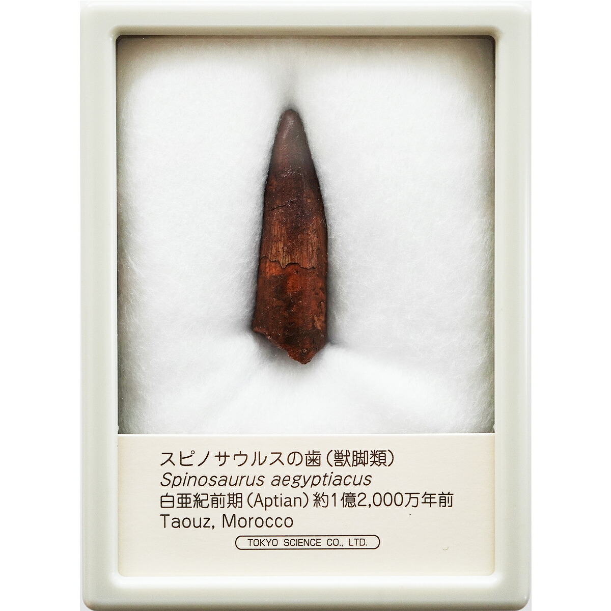 恐竜の歯 化石 「スピノサウルスの歯化石」特大サイズ E24840】本物 特大 スピノサウルスの歯化石 スピノサウルス 歯