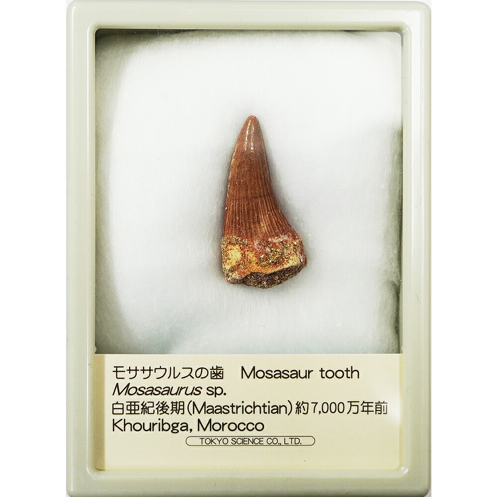 楽天市場】サメの歯化石 : キッズマーケット