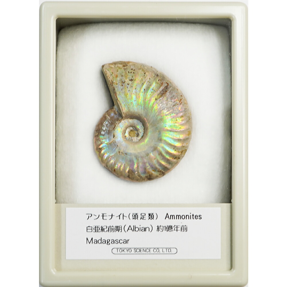 アンモナイト　約32cm sd3_21870240347ae05e7c6efbfbf9