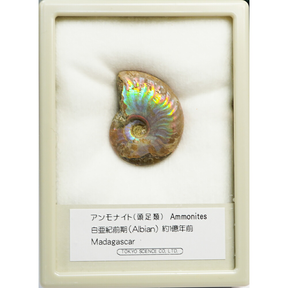 生きた化石様②専用商品 触れる図鑑シリーズ [化石発掘体験]