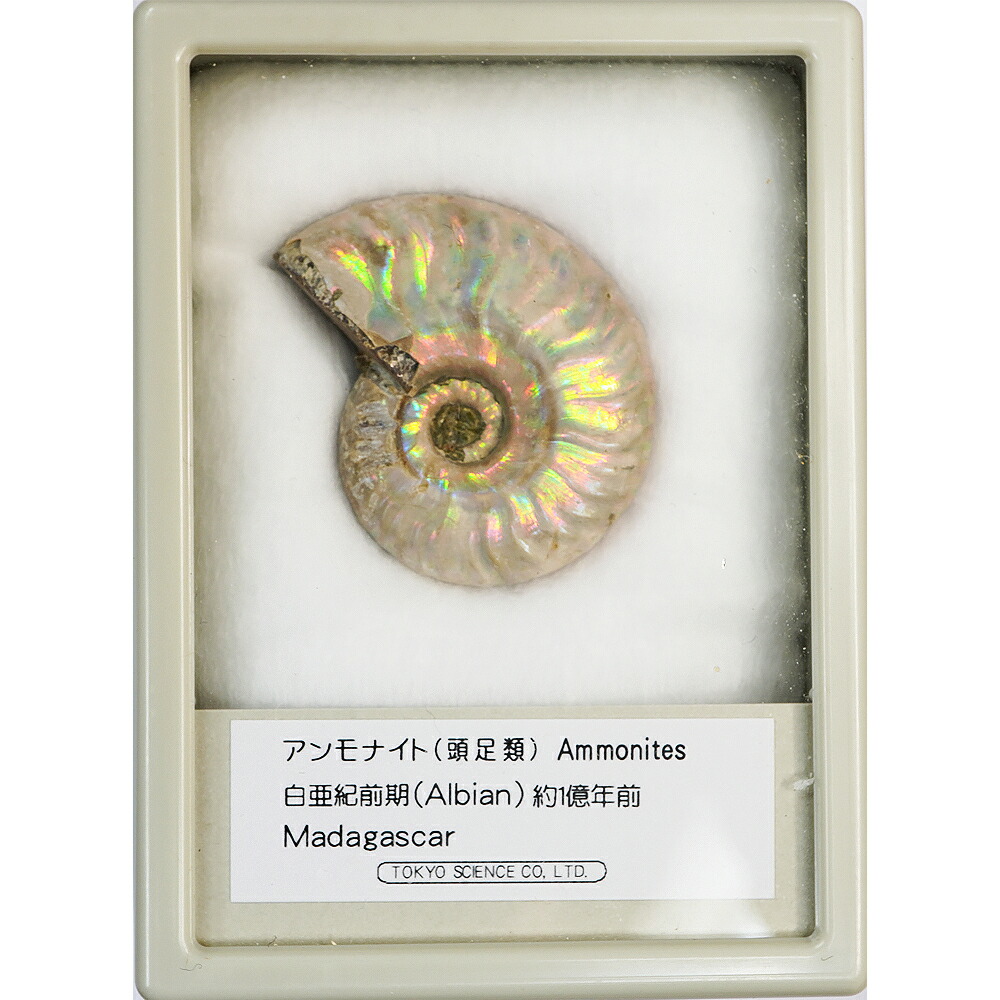 アンモナイト　化石　レインボー 化石 アンモナイト レインボー 001 | 化石＆鉱物（実物） | 神流町恐竜