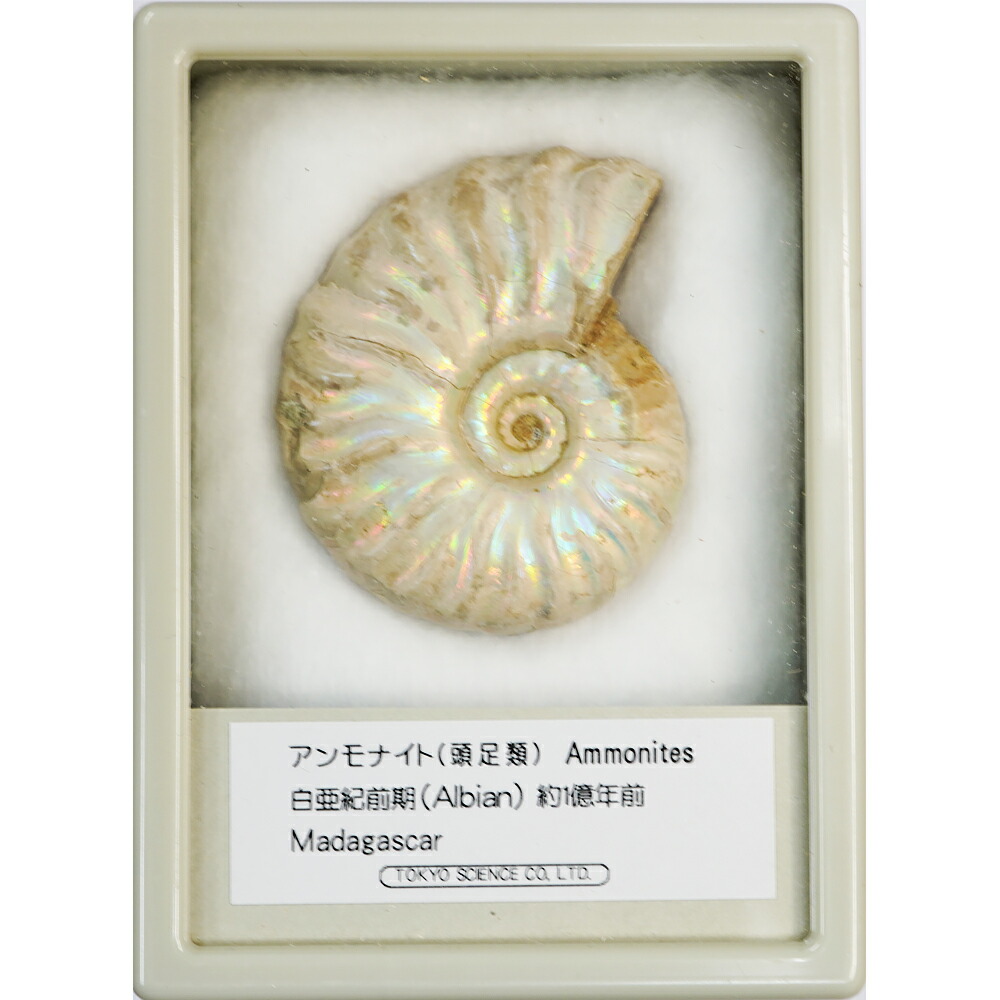 楽天市場】アンモナイト レインボー ケース入り Mサイズ マダガスカル