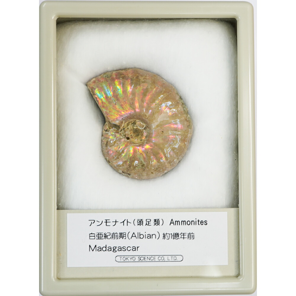 楽天市場】希少 パイライトアンモナイト プレウロセラス 23g