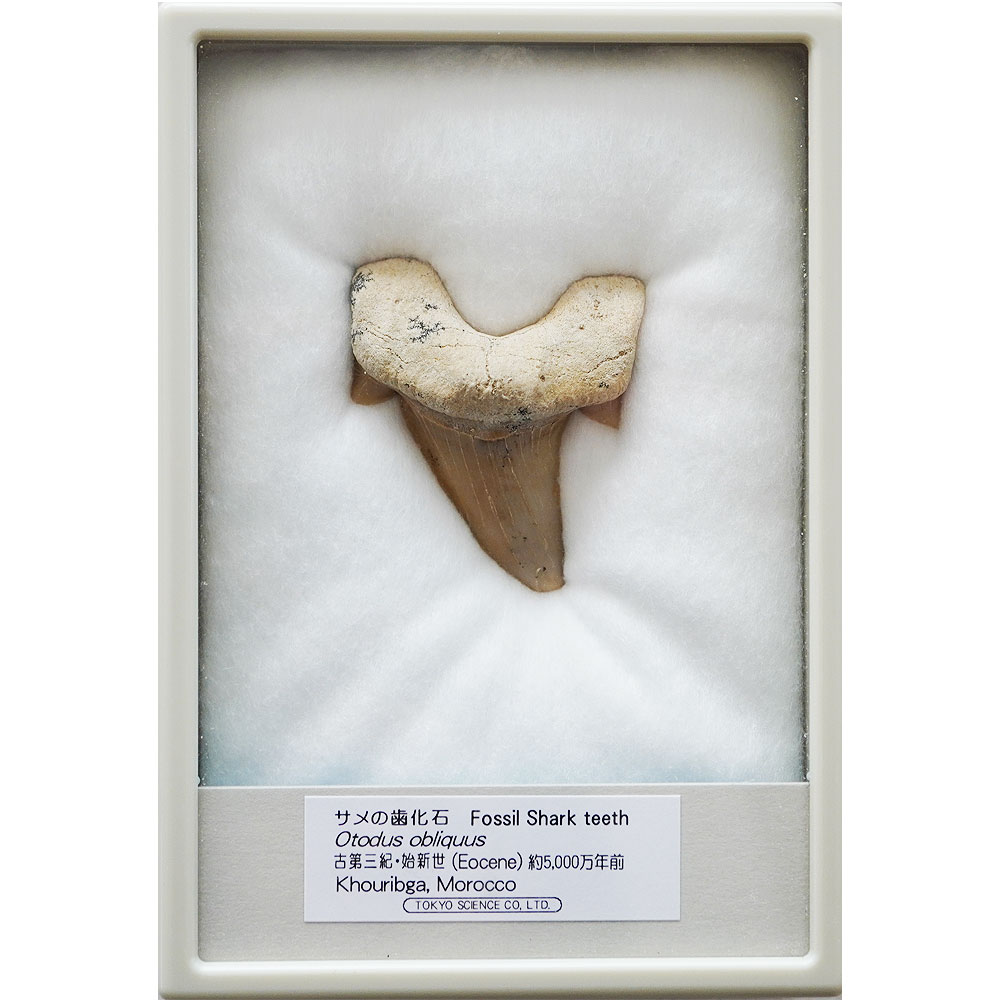 サメの歯の化石150mm 楽天市場】ペンダントトップ サメの歯（オトダス・オブリクゥウスの