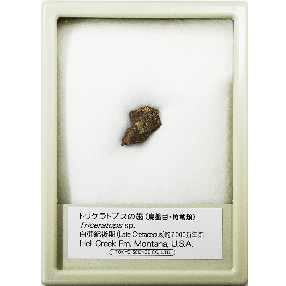 楽天市場】トリケラトプスの歯 化石レプリカ 複製 : キッズマーケット