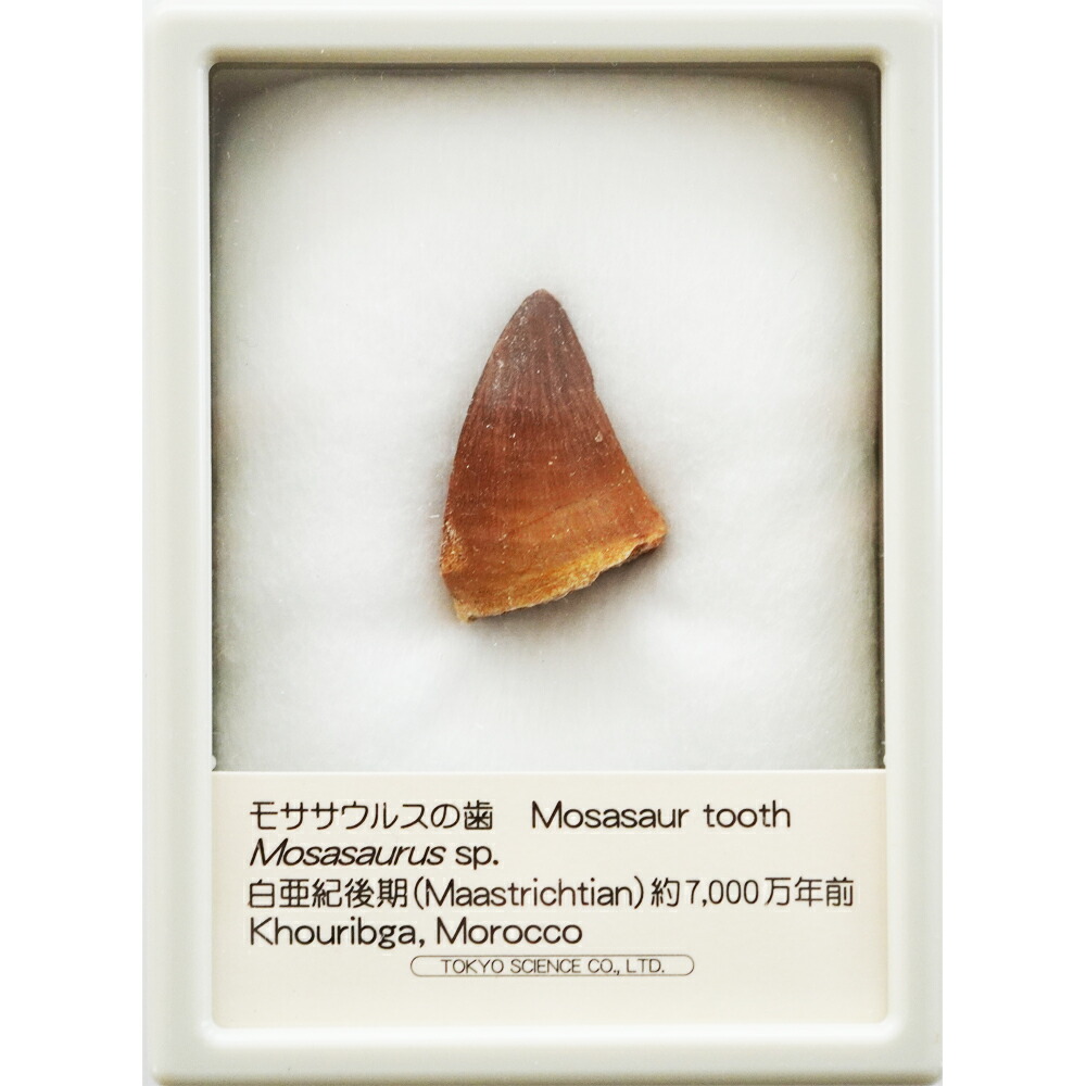 楽天市場】スピノサウルスの歯 中厚ケース入り 東京サイエンス 恐竜