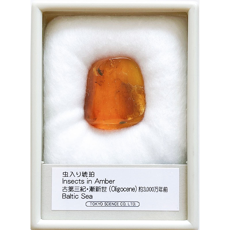 琥珀 こはく 虫入り バルト海沿岸 ドミニカ共和国 化石 標本 自由研究