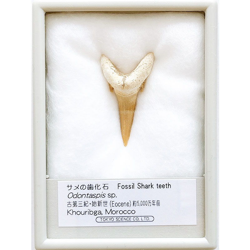 楽天市場】サメの歯化石 : キッズマーケット