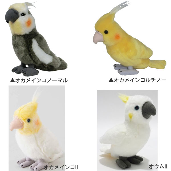 楽天市場 ぬいぐるみ オカメインコ オカメインコルチノー オウム オカメインコノーマル キッズマーケット