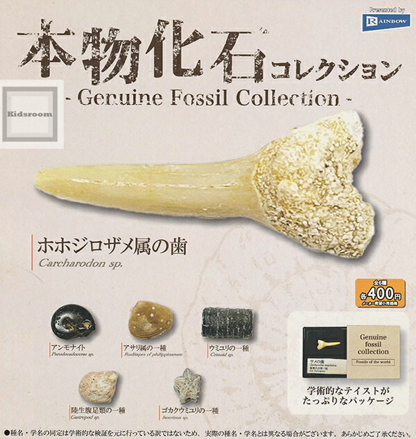 楽天市場】【コンプリート】石好きのための鉱物標本コレクション