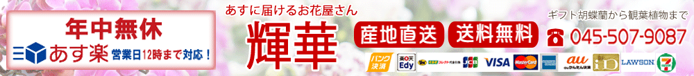 胡蝶蘭 〜あすに届けるお花屋 輝花:胡蝶蘭の通販 楽天1位 胡蝶蘭を即日出荷にて販売 開店祝いに 値段や育て方
