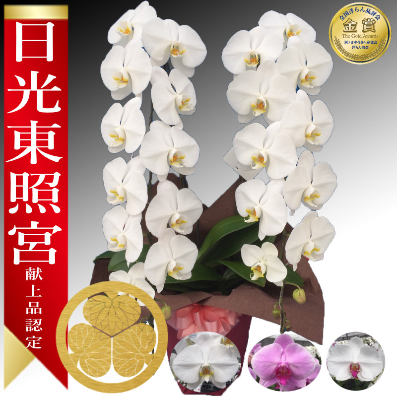 【日光東照宮献上品/】大輪胡蝶蘭 2本立 25輪前後~ 領収書発行可能 産地直送 ラッピング・立札無料 育て方パンフレット付 TV紹介 多数受賞 コチョウラン 鉢花 開店祝い お祝い 花 誕生日 還暦 米寿 開院 開業 移転 当選 就任 昇進 退職 お供え 御供フラワーギフト|胡蝶蘭 ~あすに届けるお花屋 輝花