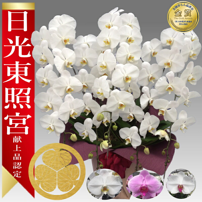 【1位/最短あしたに届く】大輪夢見鳥蘭5本立 60輪前後～ 受け入れ書ふり出し能力のある 出どころ直送 ラッピング・立札無料 育て方小論文付 TV引き合わせる 八十万勝ちえる コチョウラン 鉢花 開店祝い事 祝い事 花 生まれ落ちる日 還暦 開院 開業 移し替える 当選 着任 経あがる 退社 お供え ついて行くお花差し上げ物