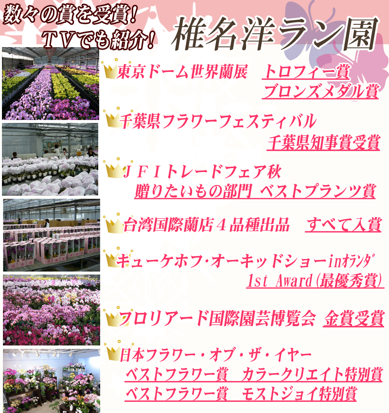 △世界ラン展多数受賞!椎名洋ラン園のおまかせMIX3本立ミディ胡蝶蘭【HLS_DU】【マラソン201407_送料込み】【楽ギフ_メッセ】【楽ギフ_メッセ入力】【あす楽_年中無休】【あす楽_土曜営業】【あす楽_日曜営業】