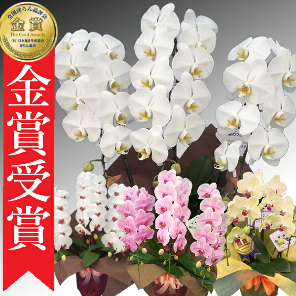 ファレノプシス（胡蝶蘭）複数色8鉢3種写真五分咲き8鉢70センチ位 ファレノプシス（胡蝶蘭）複数色8鉢3種写真五分咲き8鉢70
