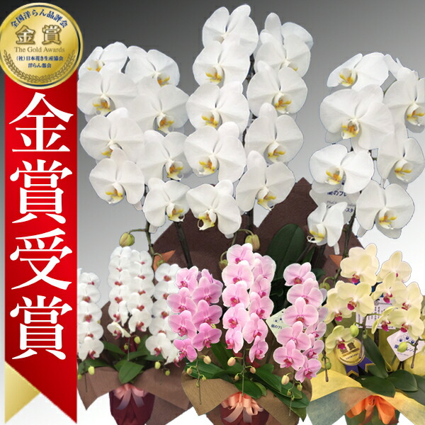 【1位/最短あすに届く】胡蝶蘭 3本立 27輪前後～ 領収書発行可能 産地直送 ラッピング・立札無料 育て方パンフレット付 TV紹介 多数受賞 コチョウラン 鉢花 開店祝い お祝い 花 誕生日 還暦 米寿 開院 開業 移転 当選 就任 昇進 退職 お供え 御供フラワーギフト｜胡蝶蘭 ～あすに届けるお花屋 輝花