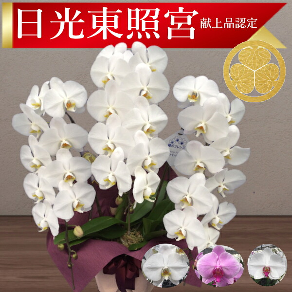 【太陽光線東照宮献上品/】大輪夢見鳥蘭 3本立 37輪前後～ 受け入れ書書き著す能力のある 出どころ直送 ラッピング・立札無料 育て方小冊子付 TV引き合わせる 殆んど勝ち取る コチョウラン 鉢花 開店祝賀会 祝賀会 花 生まれ落ちる日 還暦 米寿 開院 開業 移し替える 当選 入会 取り立て 退位 お供え 付いて行く御花差し上げ物