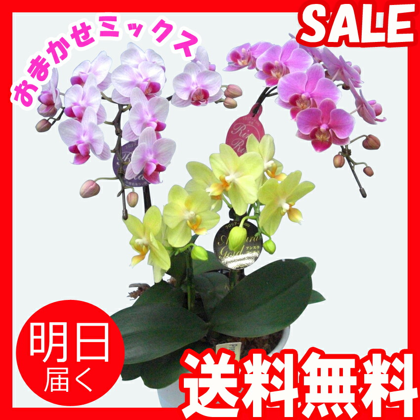 敬老ギフト対象商品☆世界ラン展多数受賞!椎名洋ラン園のおまかせMIX3本立ミディ胡蝶蘭【HLS_DU】【マラソン201407_送料込み】【楽ギフ_メッセ】【楽ギフ_メッセ入力】【あす楽_年中無休】【あす楽_土曜営業】【あす楽_日曜営業】