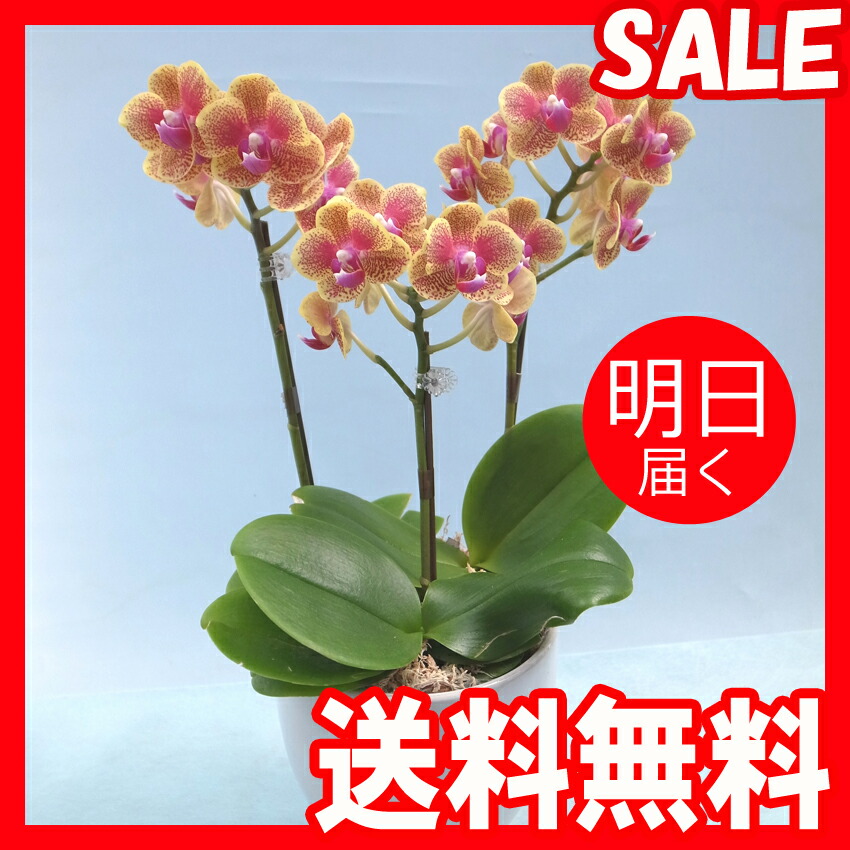 開業祝い あす楽 年中無休 就任祝い お歳暮にも 移転祝い 花 観葉植物 お供え 還暦祝い 宅配 開店祝い 鉢花 送料無料 翌日 配送 世界ラン展多数受賞 椎名洋ラン園のミディ3本立 黄色系もしくはオレンジ系 送料無料 ミディ胡蝶蘭 開業祝い あす楽 年中無休 就任祝い お歳暮にも 移転祝い 花 観葉植物 お供え 還暦祝い 宅配 開店祝い 鉢花 送料無料 翌日 配送 世界ラン展多数受賞 椎名洋ラン園のミディ3本立 黄色系もしくはオレンジ系 送料無料 ミディ胡蝶蘭
