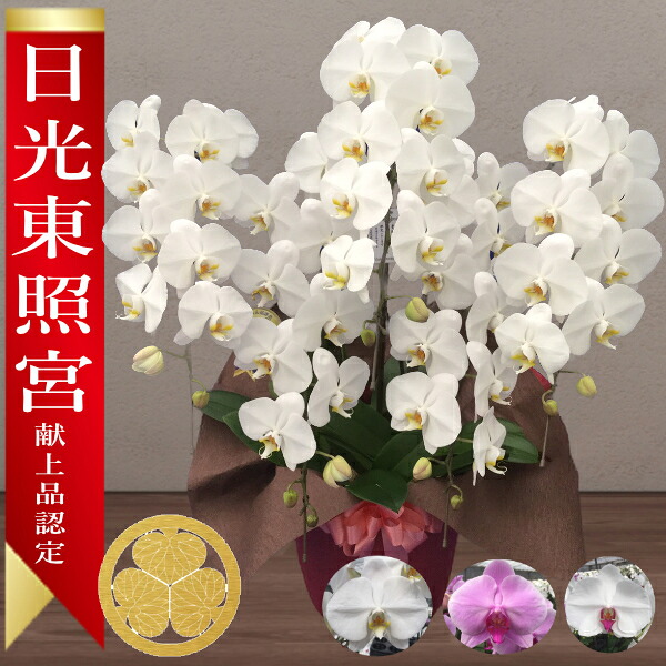 【太陽光線東照宮献上品/】大輪夢見鳥蘭 5本立 60輪前後～ 受け入れ書書き著す能力のある 出どころ直送 ラッピング・立札無料 育て方小冊子付 TV引き合わせる 殆んど勝ち取る コチョウラン 鉢花 開店祝賀会 祝賀会 花 生まれ落ちる日 還暦 米寿 開院 開業 移し替える 当選 入会 取り立て 退位 お供え 付いて行く御花差し上げ物