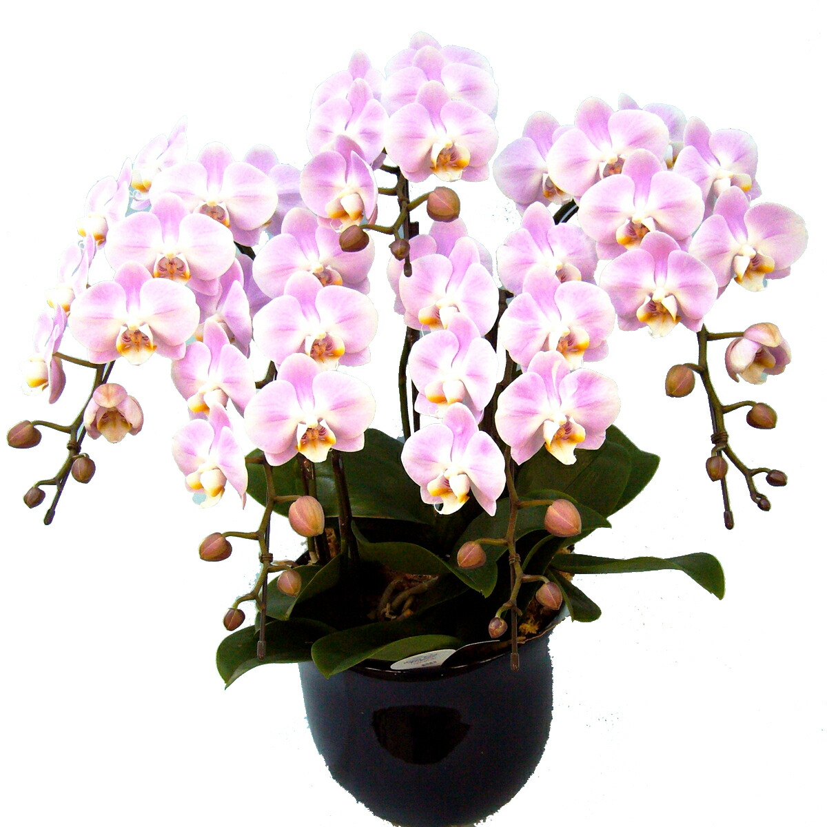 安い購入 楽天市場 胡蝶蘭 コチョウラン ミディ ピンク 5本立ち ご予約対象商品 送料無料 29 胡蝶蘭 通販 値段 販売 育て方 管理方法 あすに届けるお花屋さん 輝花 大流行中 Blog Belasartes Br