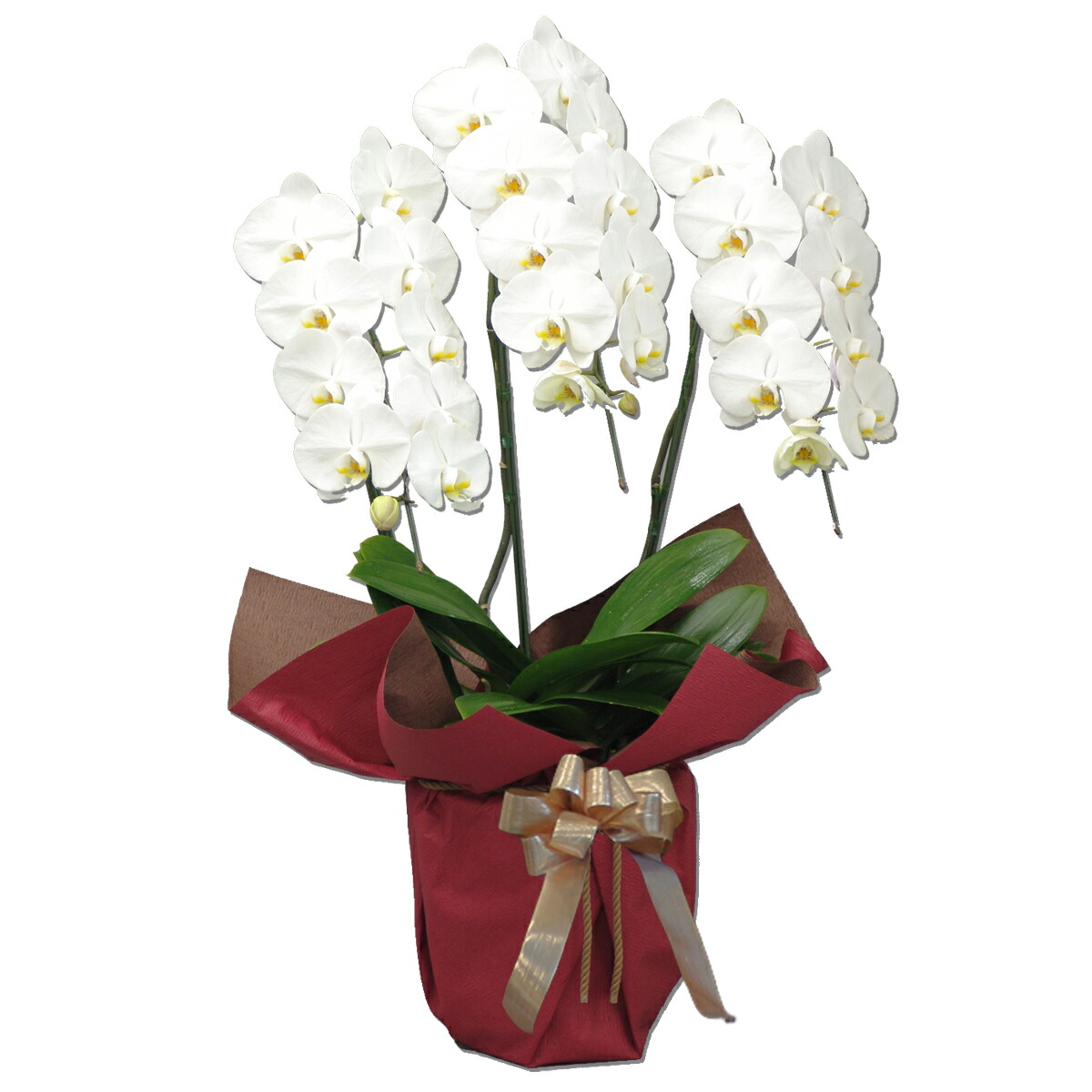 最先端 楽天市場 胡蝶蘭 コチョウラン 大輪白 3本立ち 27輪以上 ご予約対象商品 送料無料 3 あすに届けるお花屋さん 輝花 国内最安値 Lexusoman Com