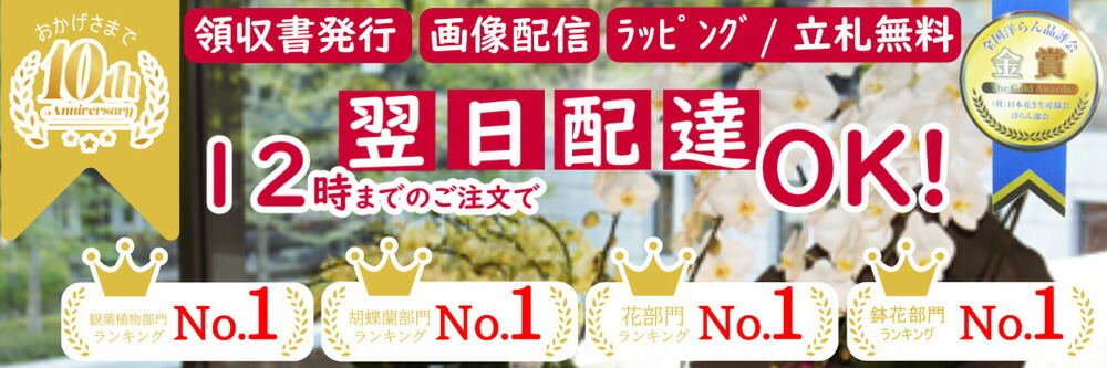 胡蝶蘭 〜あすに届けるお花屋 輝花:胡蝶蘭の通販 楽天1位 胡蝶蘭を即日出荷にて販売 開店祝いに 値段や育て方