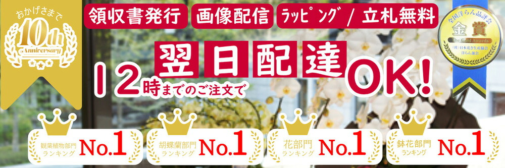 胡蝶蘭 〜あすに届けるお花屋 輝花:胡蝶蘭の通販 楽天1位 胡蝶蘭を即日出荷にて販売 開店祝いに 値段や育て方