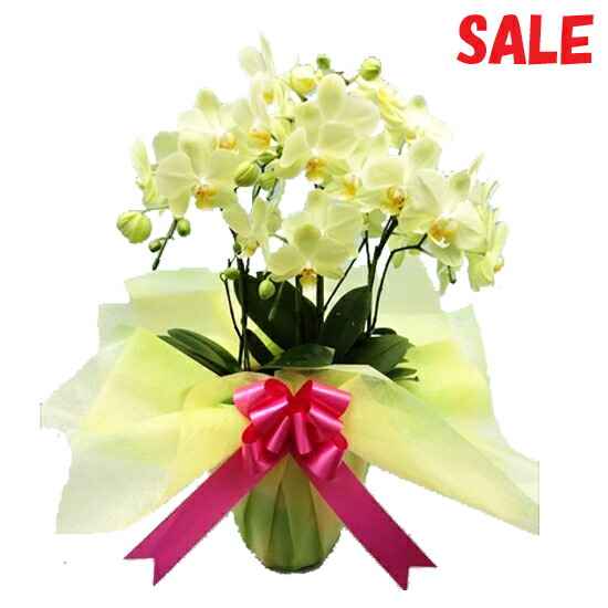 激安ブランド 楽天市場 世界ラン展多数受賞 椎名洋ラン園のカーリー3本立 送料無料 ミディ胡蝶蘭 あす楽 年中無休 あす楽 土曜営業 あす楽 日曜営業 あすに届けるお花屋さん 輝花 楽天1位 Lexusoman Com