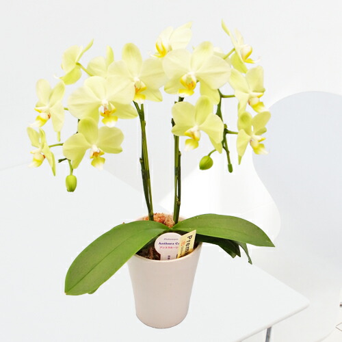 ガーランド No.10 お好きなお花を飾って下さい ガーランド No.10 お