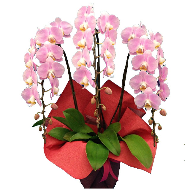 【あすに届く】胡蝶蘭(コチョウラン)ピンク3本立ち30輪以上【ご予約対象商品】 胡蝶蘭 お祝い 輝花 あすに届けるお花屋さん【送料無料】（11） 翌日配送｜胡蝶蘭～あすに届けるお花屋さん～